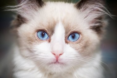İki aylık Ragdoll yavrusu evde.