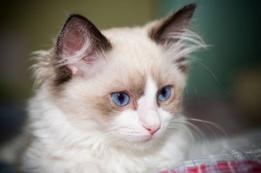 İki aylık Ragdoll yavrusu evde.