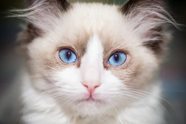 Dois meses de idade Ragdoll gatinho em casa — Fotografia de Stock