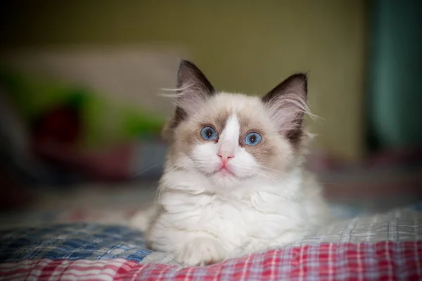 Dois meses de idade Ragdoll gatinho em casa — Fotografia de Stock
