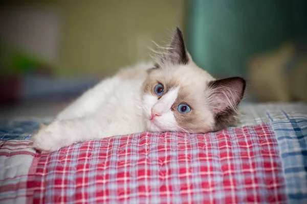 Dos meses viejo ragdoll gatito en casa — Foto de Stock