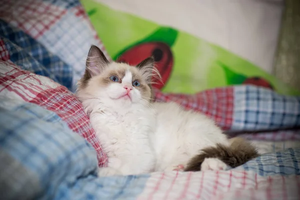 Zwei Monate altes Ragdoll-Kätzchen zu Hause — Stockfoto