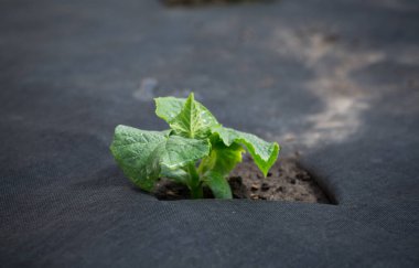 Genç salatalık filizleri topraktan agrofiber ile yetişir.