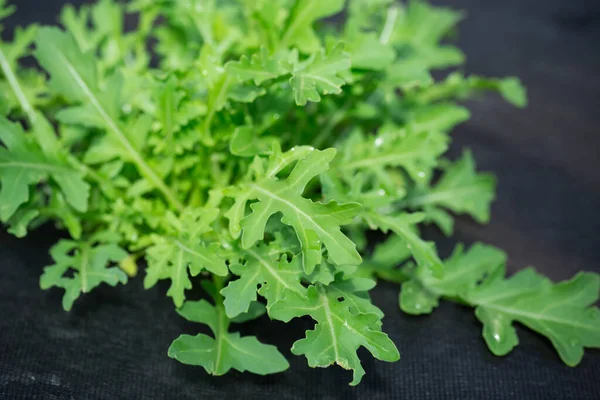 Frischer Grüner Rucola Wächst Boden Auf Schwarzen Agrofasern — Stockfoto