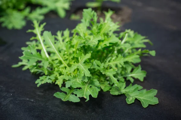 Zöld Friss Arugula Talajban Fekete Agroszál — Stock Fotó