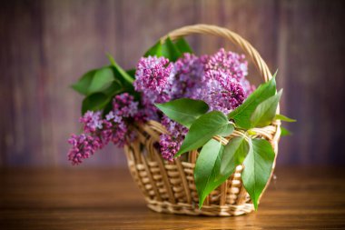 Tahta bir masada sepetin içinde çiçek açan güzel leylaklar.