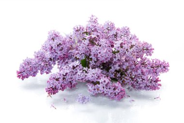 Beyaz arka planda yalıtılmış güzel bahar çiçekleri.