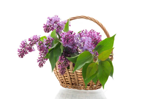 Bouquet Beautiful Blooming Lilacs Basket Isolated White Background — Stock Photo, Image