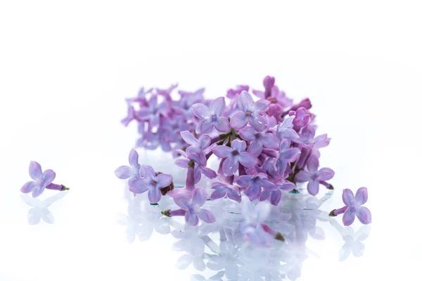 Ramo Hermosas Flores Primavera Color Lila Aislado Sobre Fondo Blanco —  Fotos de Stock