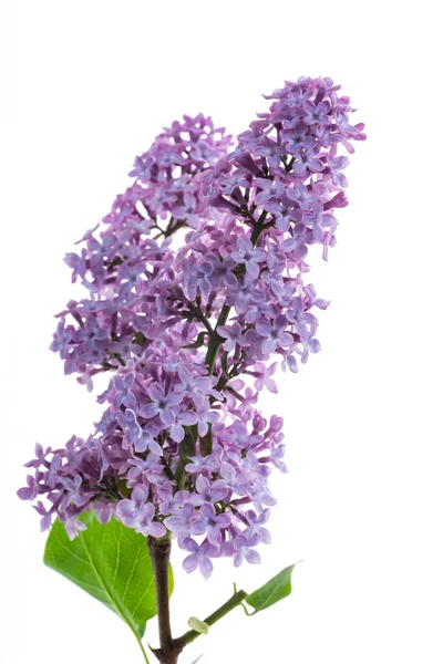 Buket Bunga Musim Semi Yang Indah Bunga Lilac Terisolasi Pada — Stok Foto