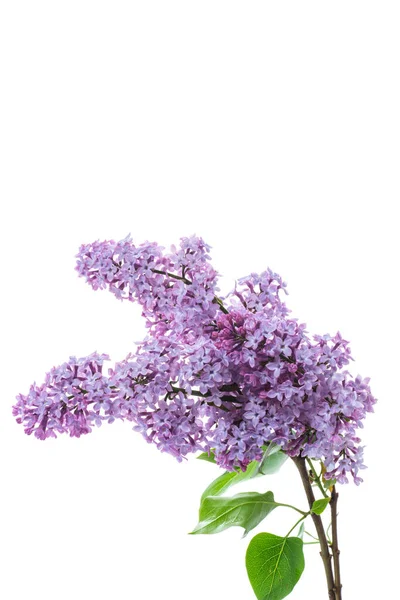 Bouquet Beautiful Spring Flowers Lilac Isolated White Background — Stock Photo, Image