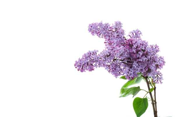 Strauß Schöner Frühlingsblumen Von Flieder Isoliert Auf Weißem Hintergrund — Stockfoto