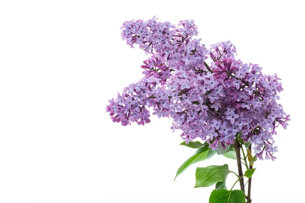 Ramo Hermosas Flores Primavera Color Lila Aislado Sobre Fondo Blanco —  Fotos de Stock