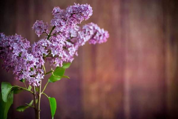 Buquê Belas Flores Lilás Primavera Fundo Madeira — Fotografia de Stock