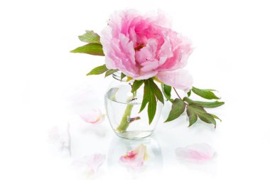 Çiçek açan pembe ağaçımsı şakayık çiçeği beyaz arka planda izole edilmiş.