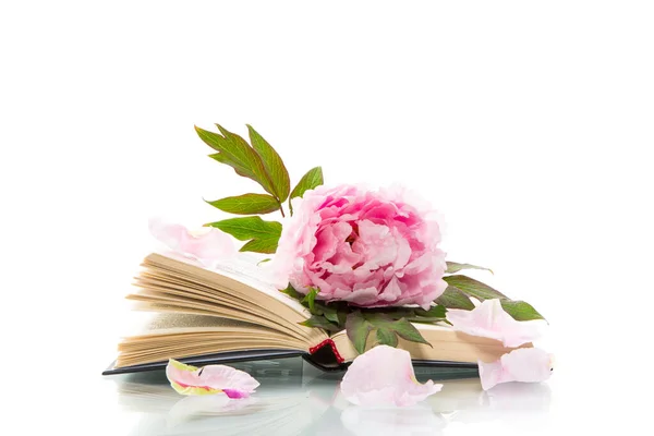 Peony Pink Beautiful Flower Book Empty Card Isolated White — Stock Photo, Image