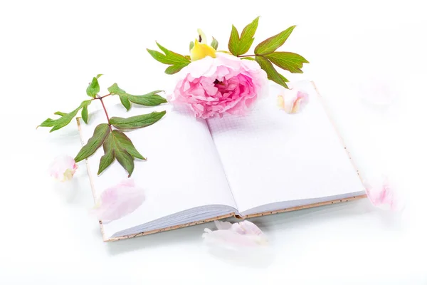 Розовый Красивый Пион Лепестками Пустой Блокнот Текста Изолированы Белом Фоне — стоковое фото