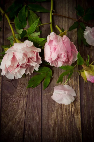 Mooie Roze Bloeiende Pioenrozen Met Bloemblaadjes Een Houten Tafel — Stockfoto