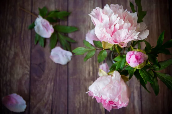 Beautiful Pink Blooming Peonies Petals Wooden Table — Stock Photo, Image