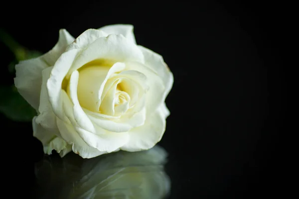 One Beautiful White Rose Isolated Black Background — Stock Photo, Image