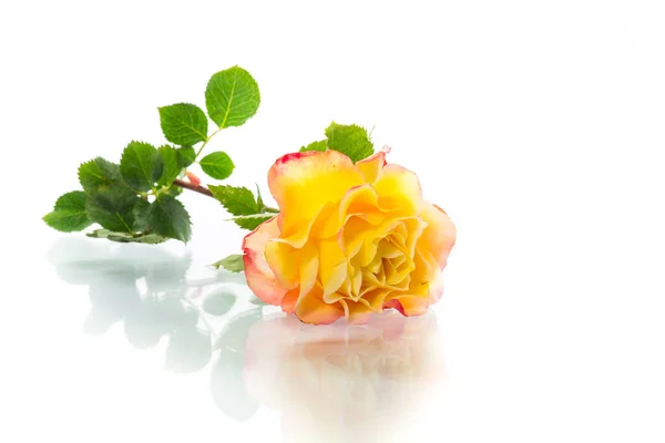 Sárga Rózsa Zöld Levelekkel Elszigeteltség Fehér Alapon — Stock Fotó