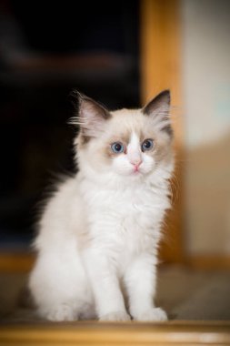 Küçük iki aylık Ragdoll yavrusu evde.