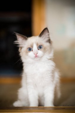 Küçük iki aylık Ragdoll yavrusu evde.