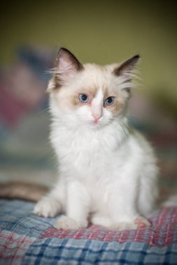 Küçük iki aylık Ragdoll yavrusu evde.
