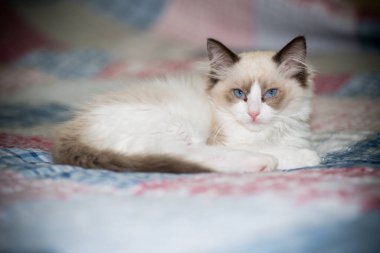 Küçük iki aylık Ragdoll yavrusu evde.