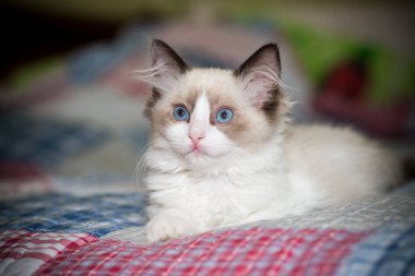 Küçük iki aylık Ragdoll yavrusu evde.