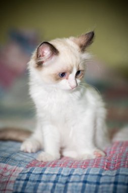 Küçük iki aylık Ragdoll yavrusu evde.