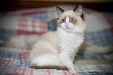Küçük iki aylık Ragdoll yavrusu evde.