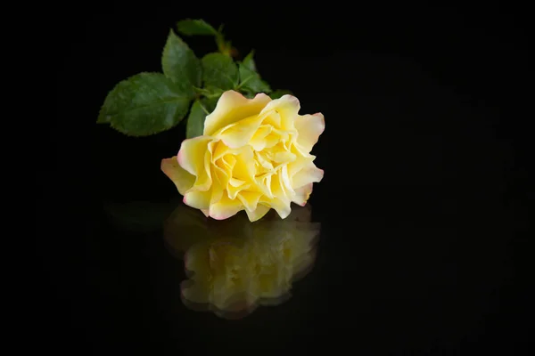 Κίτρινο Τριαντάφυλλο Πράσινα Φύλλα Απομόνωση Μαύρο Φόντο — Φωτογραφία Αρχείου