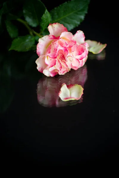 Bright Pink Rose Green Leaves Isolation Black Background — Stock Photo, Image