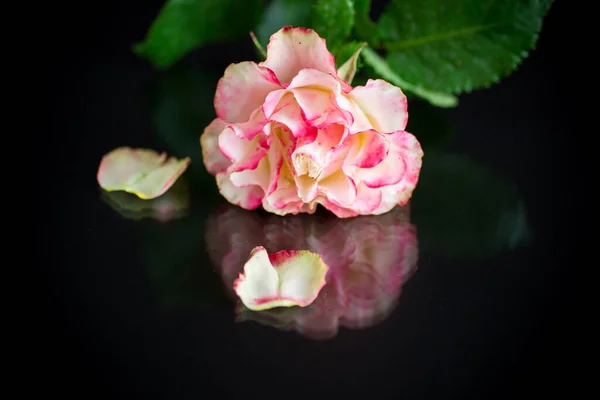Rosa Brilhante Rosa Com Folhas Verdes Isolamento Fundo Preto — Fotografia de Stock