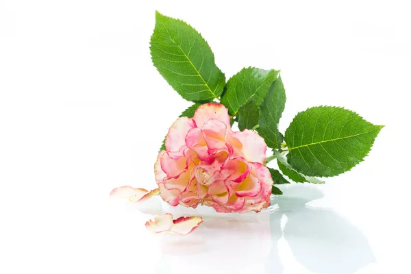 Bright Pink Rose Green Leaves Isolation White Background — Stock Photo, Image