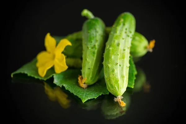 Fresh Natural Green Cucumbers Black Background — Stock Photo, Image