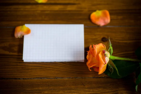 Orange Belles Roses Été Avec Tête Lettre Vierge Pour Texte — Photo