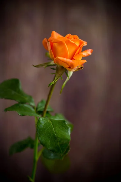 暗い木のテーブルの上に美しいオレンジ色のバラが — ストック写真