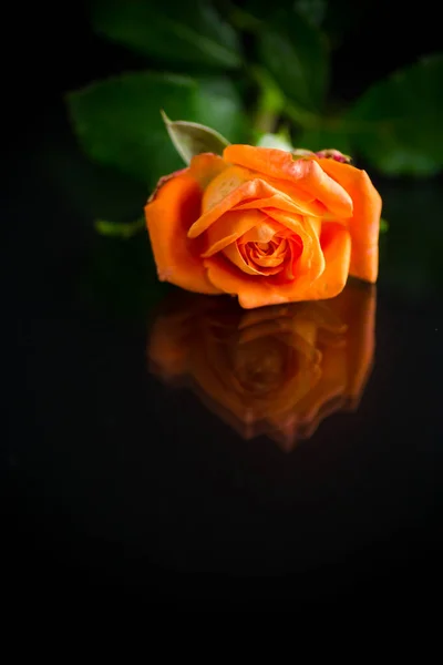 Ярко Оранжевая Роза Зелеными Листьями Изоляция Черном Фоне — стоковое фото
