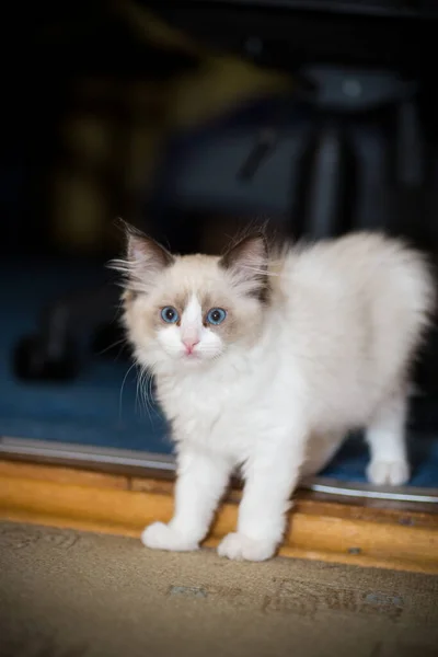 Liten Två Månader Gammal Ragdoll Kattunge Hemma — Stockfoto