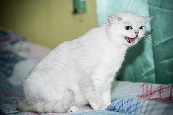 Erwachsene Katze Stammbaum Schottische Chinchilla Gerade Ohren Hause — Stockfoto