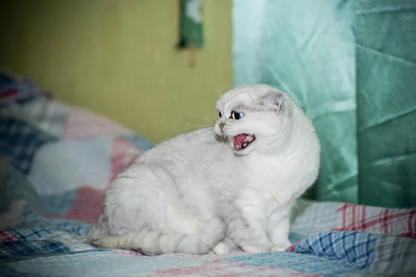 Volwassen Kat Stamboom Schotse Chinchilla Rechte Oren Thuis — Stockfoto