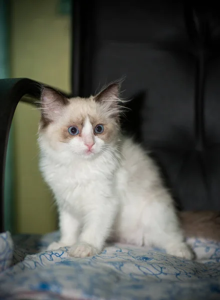 Kleine Twee Maanden Oud Ragdoll Kitten Thuis — Stockfoto