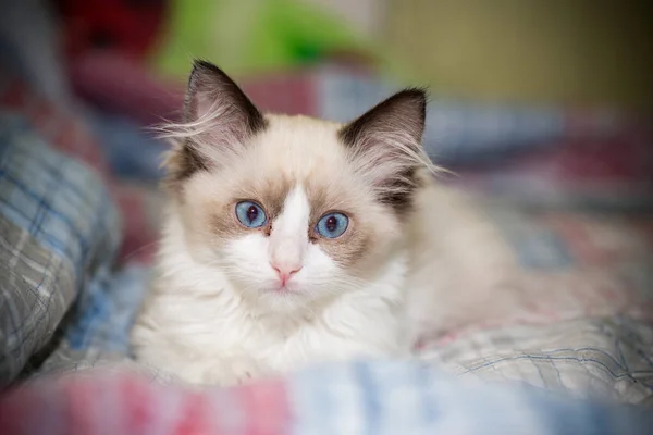 Small Two Month Old Ragdoll Kitten Home — Stock Photo, Image