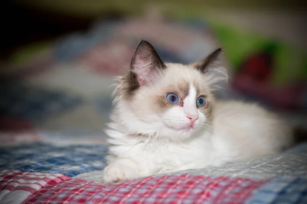 Small Two Month Old Ragdoll Kitten Home — Stock Photo, Image