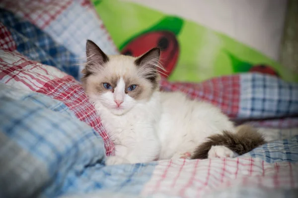 小的两个月大的拉古娃娃小猫在家里 — 图库照片
