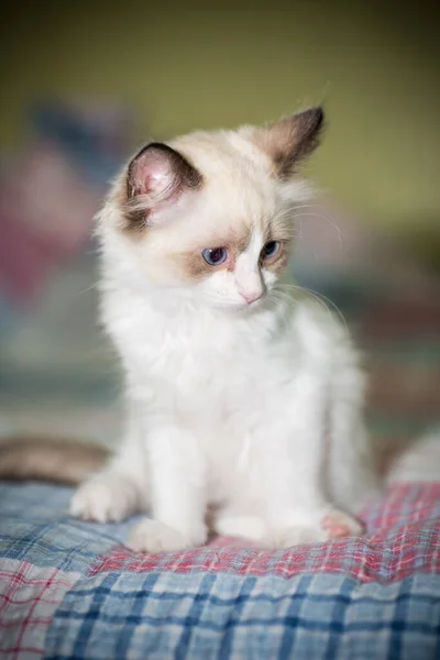 Kleine Twee Maanden Oud Ragdoll Kitten Thuis — Stockfoto