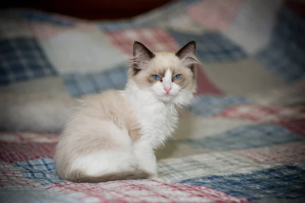 小的两个月大的拉古娃娃小猫在家里 — 图库照片