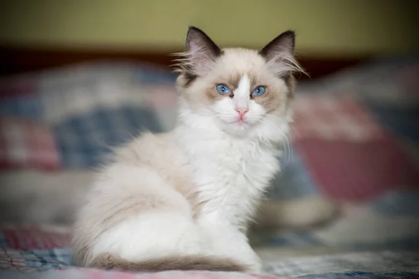 Pequeno Dois Meses Idade Ragdoll Gatinho Casa — Fotografia de Stock